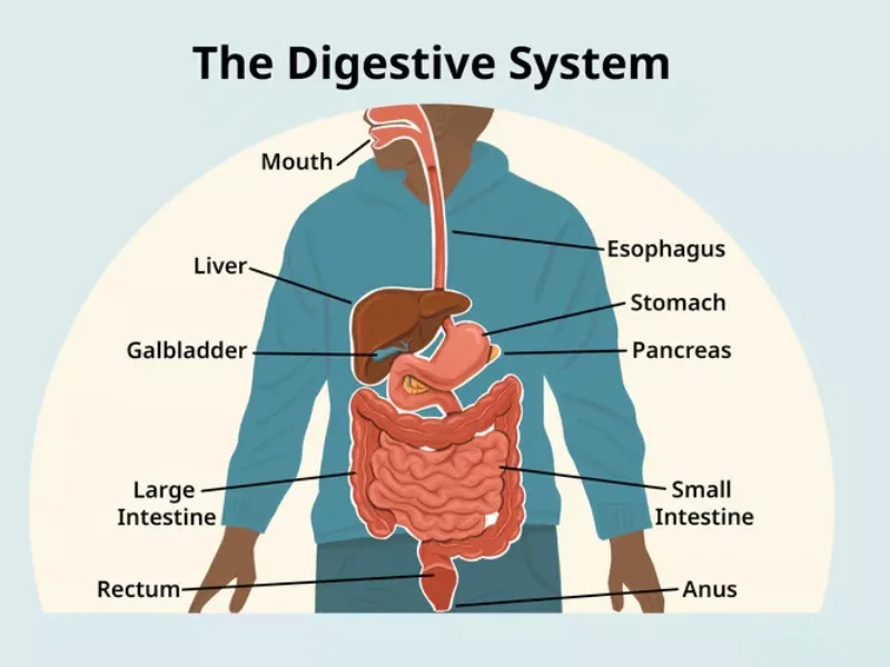 Expert G.I. Surgeon in Patna treating stomach and liver problems.